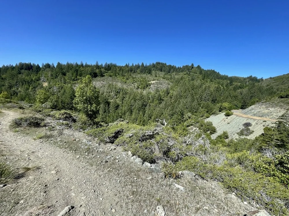 On the Liberty Gulch  Trail with the Fairfax Bolinas Road to the right in the distance.