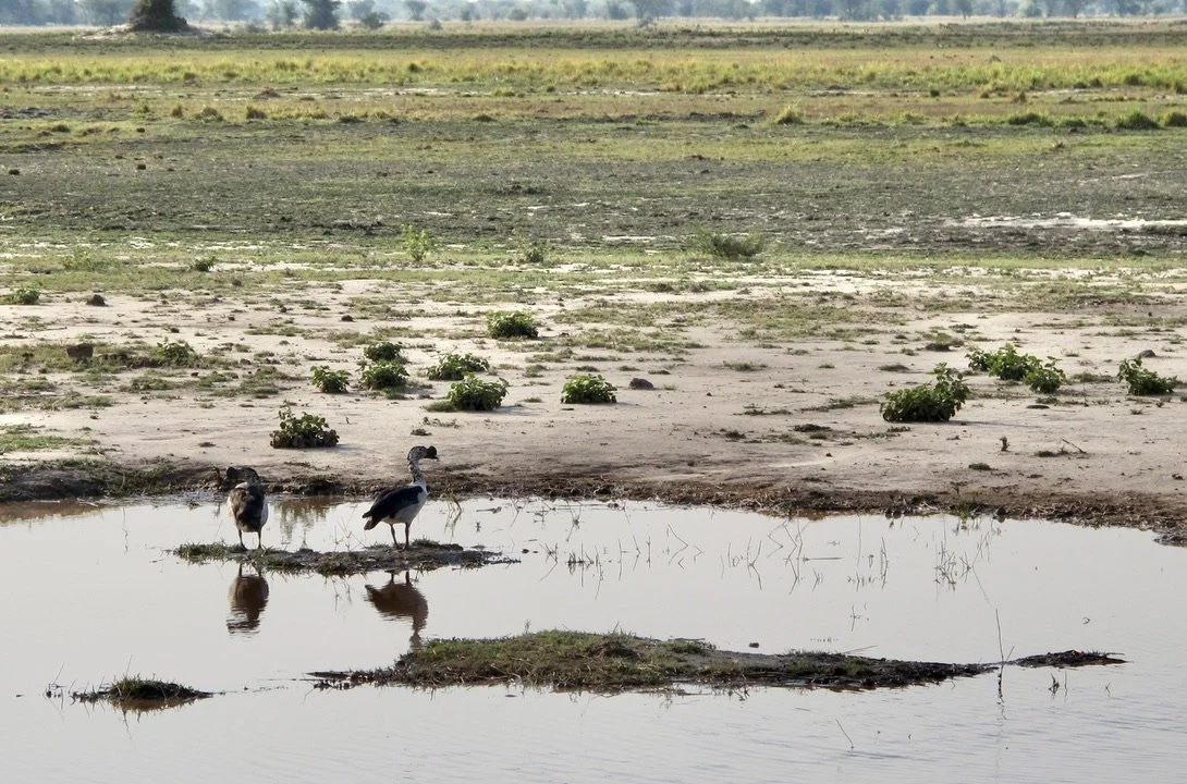  Herons of some variety.  Muchenje Safari Lodge, Chobi River, Kasane, Botswana. 