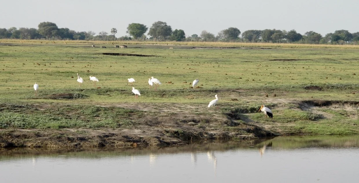  Great Egrets.  Muchenje Safari Lodge, Chobi River, Kasane, Botswana. 