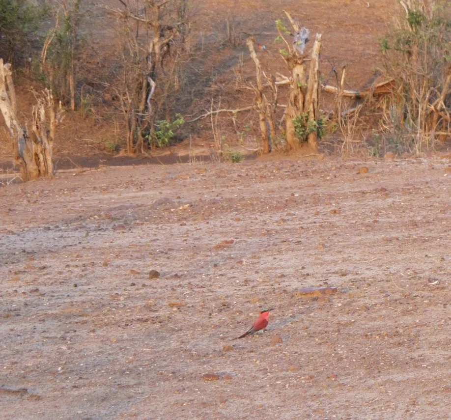  Southern Carmine Bee-eater.   Muchenje Safari Lodge, Chobi River, Kasane, Botswana. 