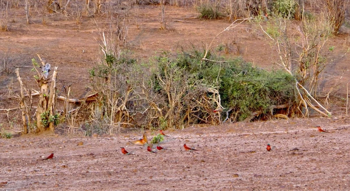  Southern Carmine Bee-eaters.   Muchenje Safari Lodge, Chobi River, Kasane, Botswana. 