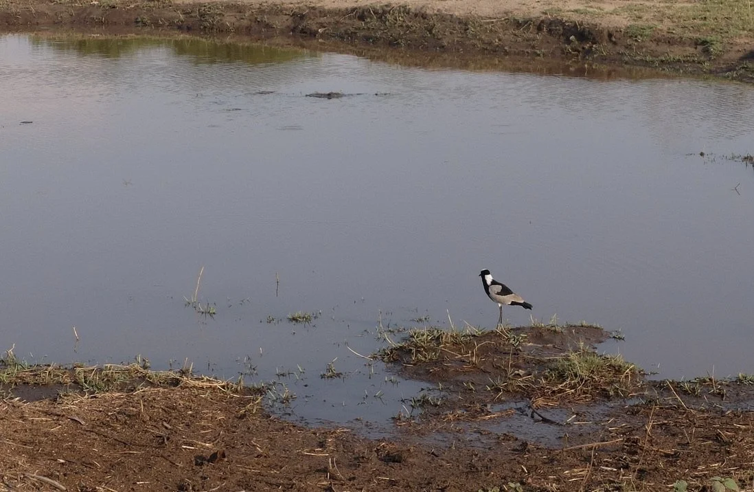  Blacksmith lapwing.  Muchenje Safari Lodge, Chobi River, Kasane, Botswana. 