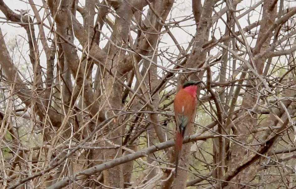  Southern Carmine Bee-eater.  Muchenje Safair Lodge, Chobi River, Kasane, Botswana.   