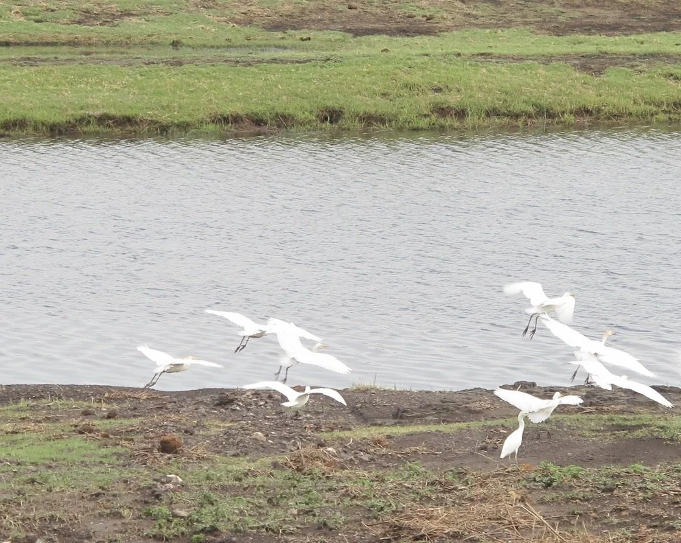  Great Egrets.  Muchenje Safari Lodge, Chobi River, Kasane, Botswana. 