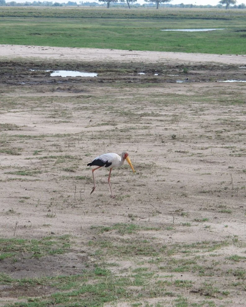  Yellow-billed Stork.  Muchenje Safari Lodge, Chobi River, Kasane, Botswana. 