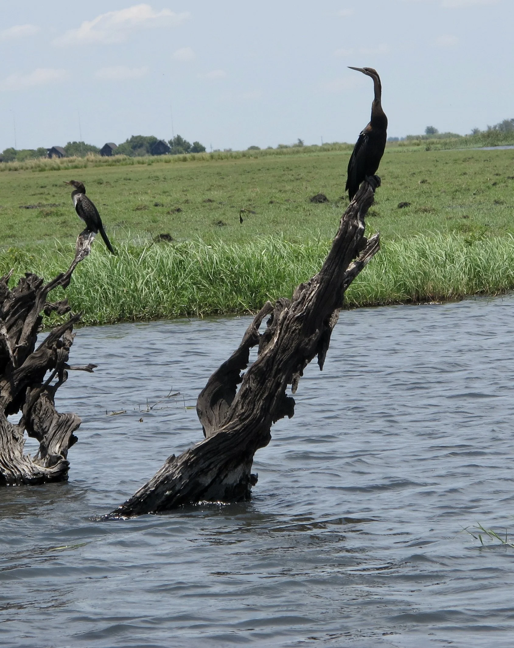  White-Breasted Comorant? &amp; some variety of Heron??  Muchenje Safari Lodge, Chobi River, Kasane, Botswana. 