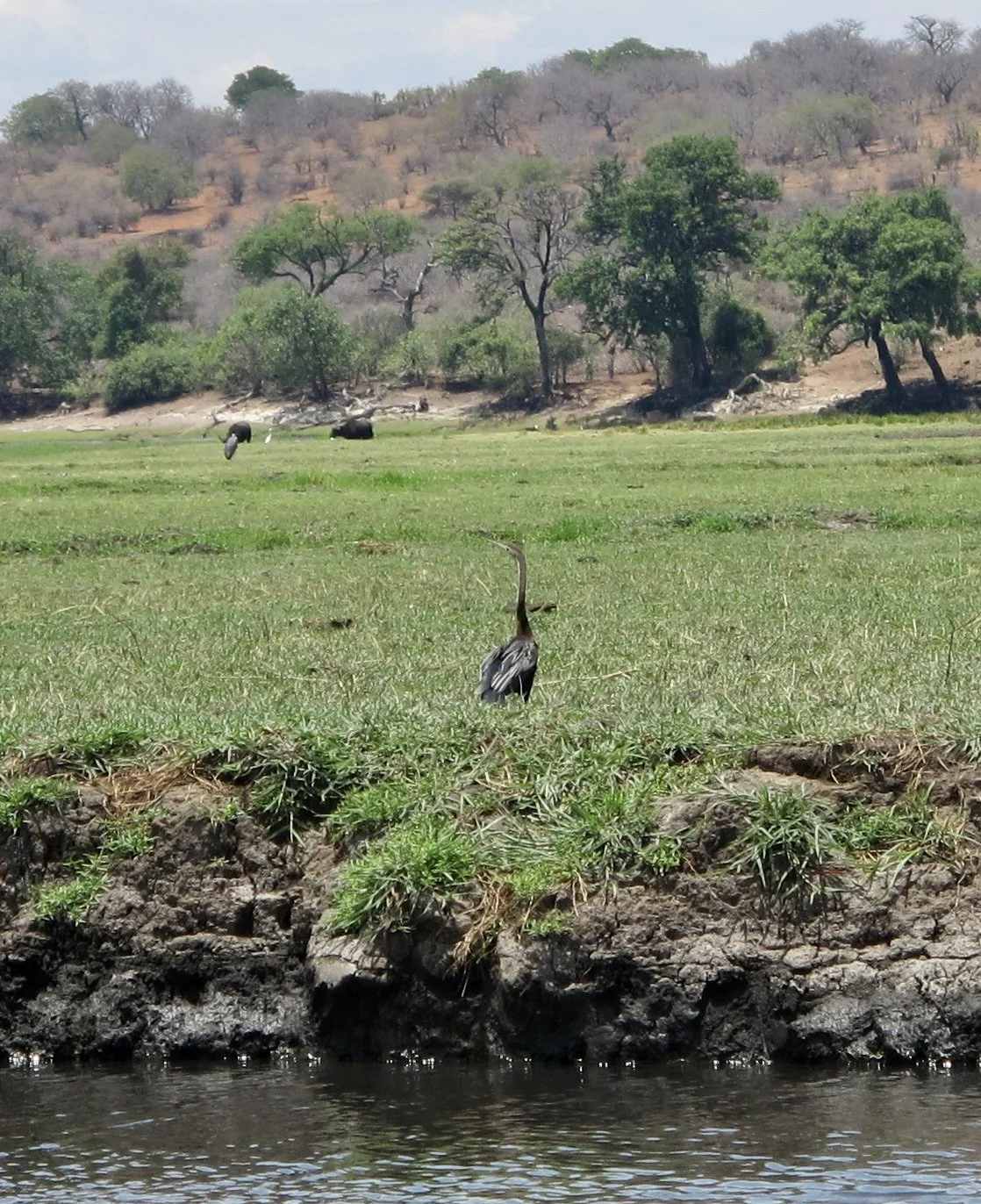  Anhinga?  Muchenje Safari Lodge, Chobi River, Kasane, Botswana.   