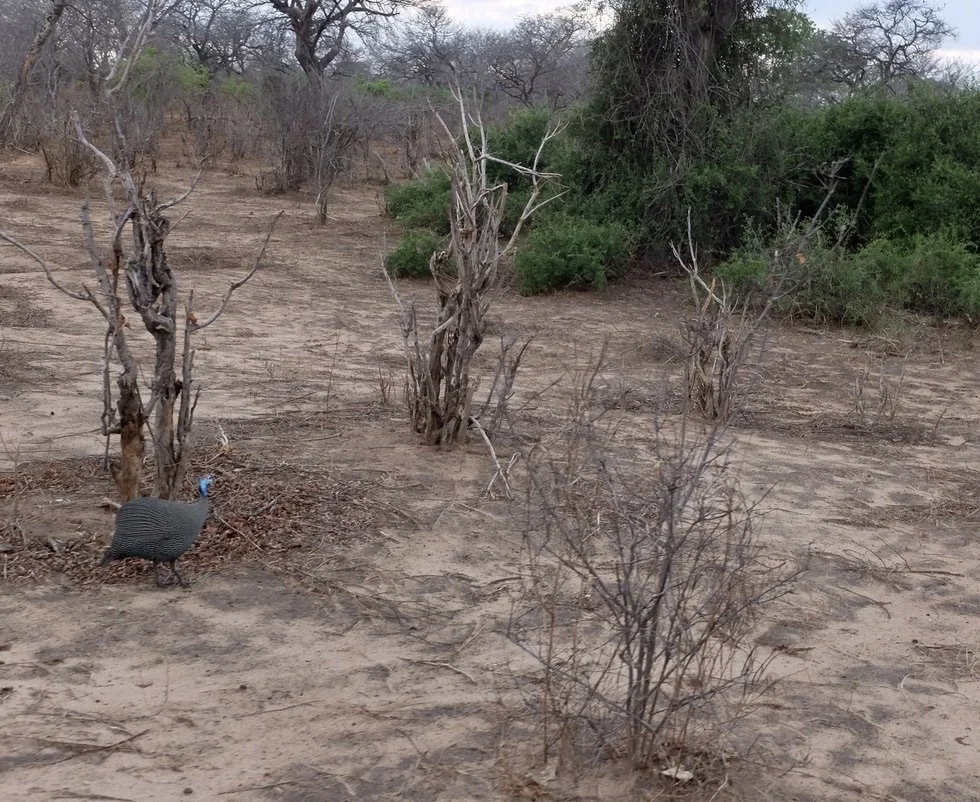  Helmeted Guineafowl.  Muchenje Safari Lodge, Chobi River, Kasane, Botswana. 