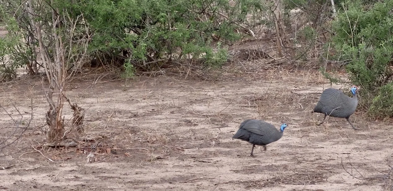  Helmeted Guineafowls.  Muchenje Safari Lodge, Chobi River, Kasane, Botswana. 