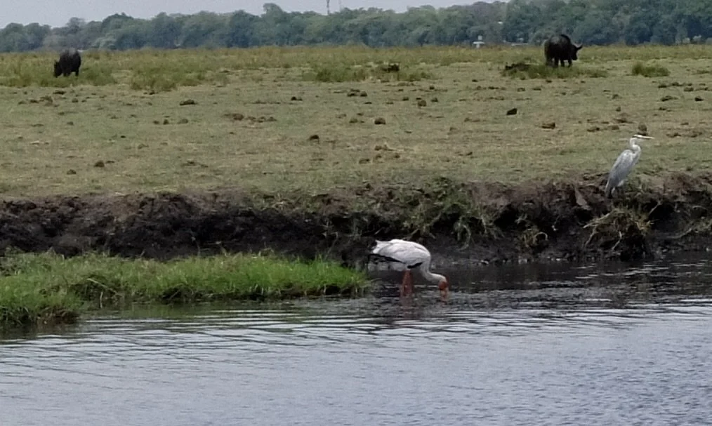  Ibis &amp; Great Heron.  Muchenje Safari Lodge, Chobi River, Kasane, Botswana. 