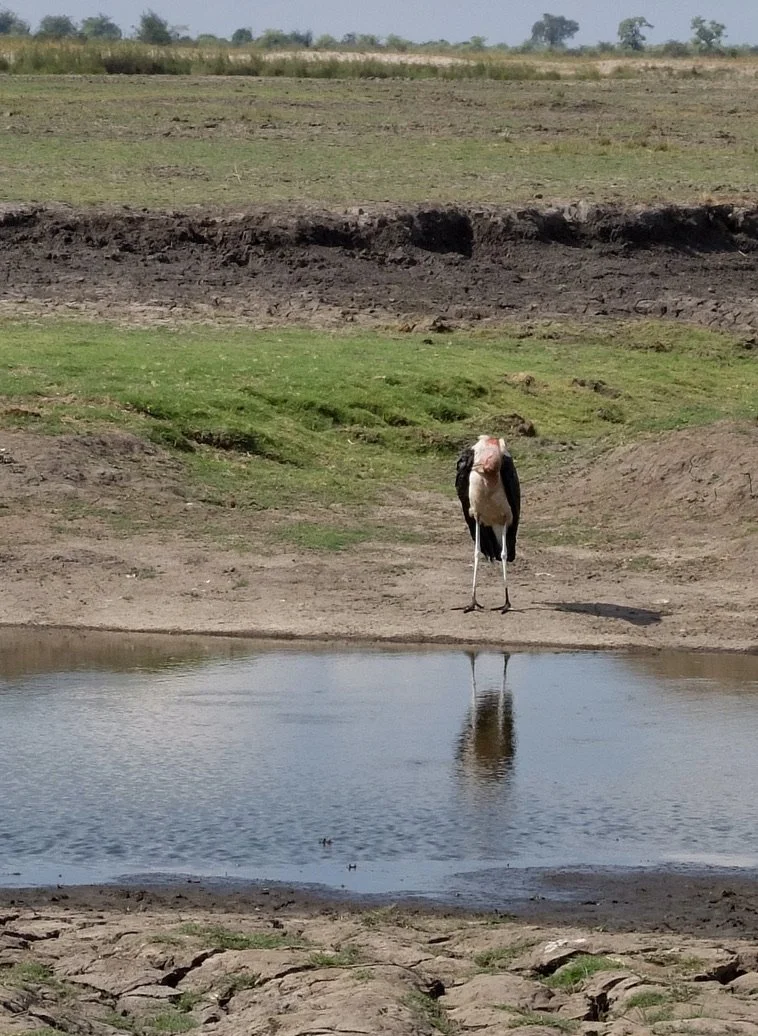  A stork?  Muchenje Safari Lodge, Chobi River, Kasane, Botswana. 