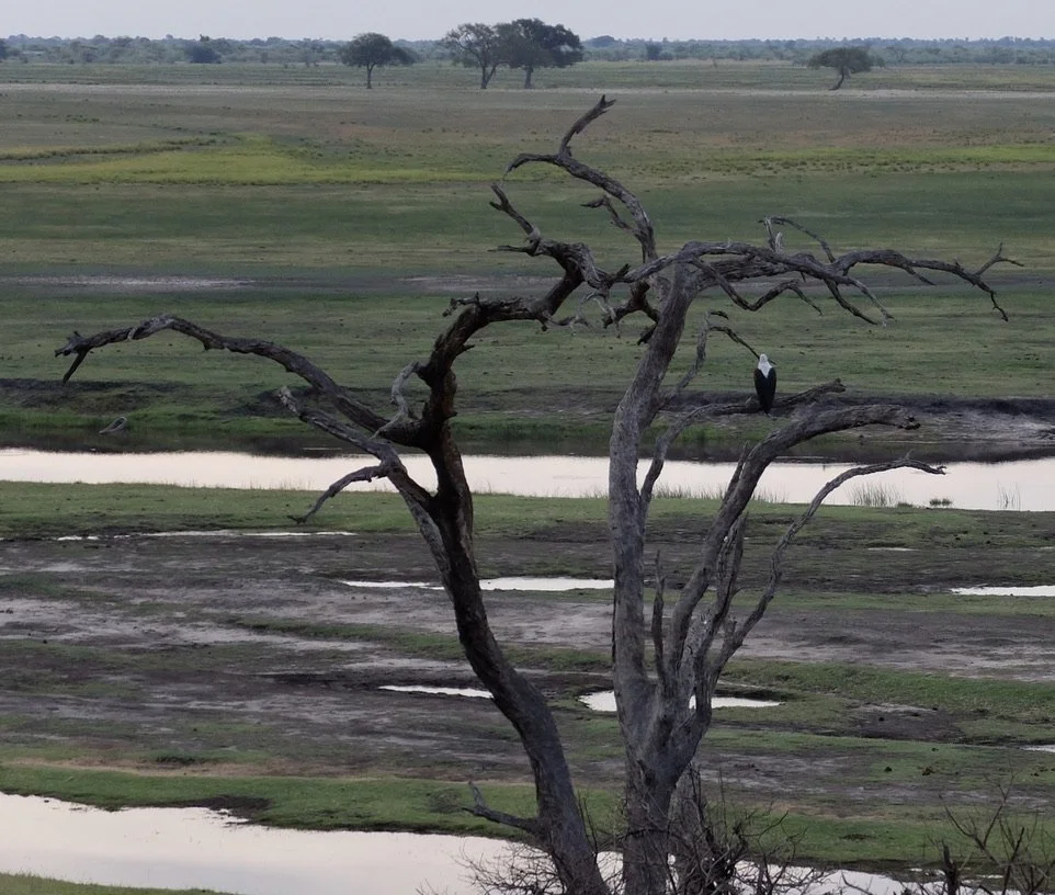  African Fish-Eagle.  We immediately thought of Ruth Bader Ginsberg.  Muchenje Safari Lodge, Chobi River, Kasane, Botswana.   