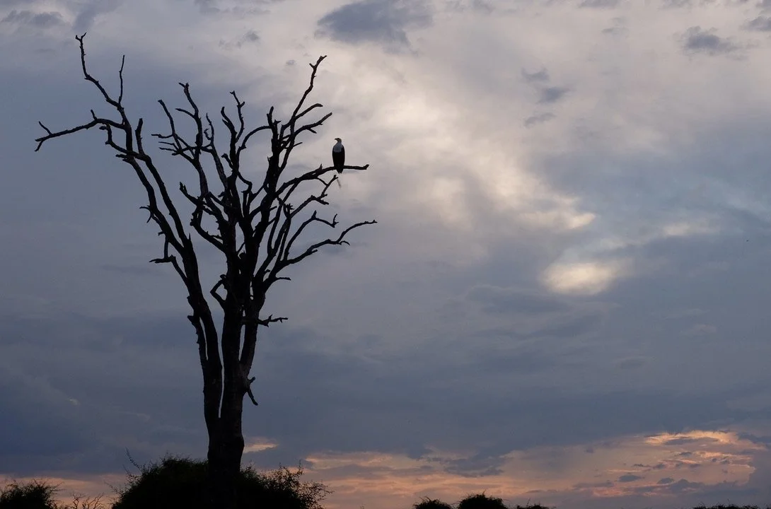  African Fish Eagle.  Muchenje Safari Lodge, Chobi River, Kasane, Botswana. 