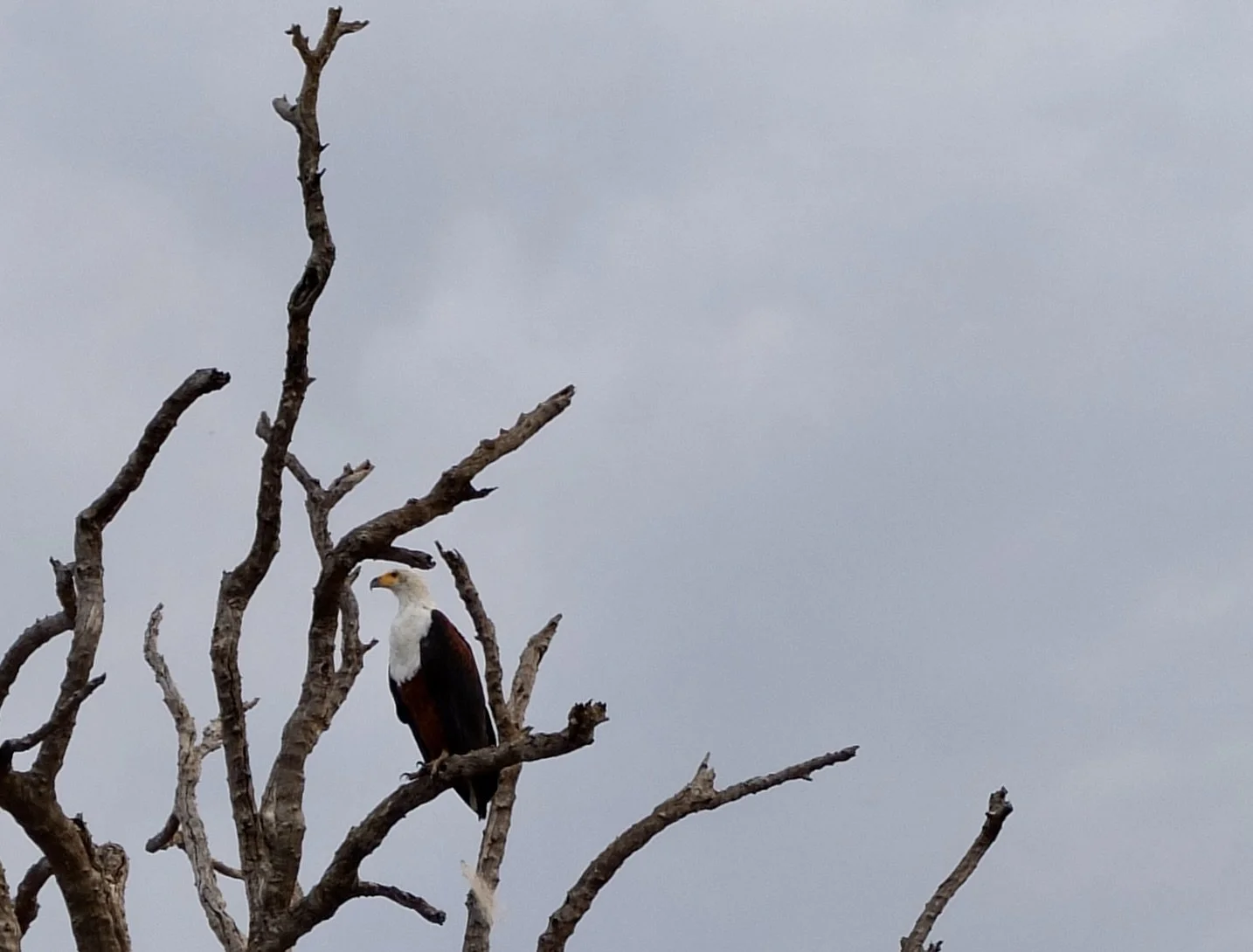  African Fish Eagle.  Muchenje Safari Lodge, Chobi River, Kasane, Botswana. 