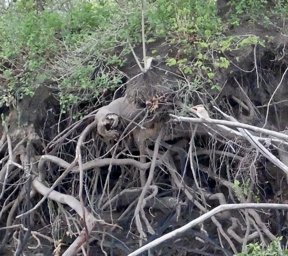  Can you find me?   Striped Kingfisher?  Ra-ikane Sunset River Cruise on the Zambezi River. 