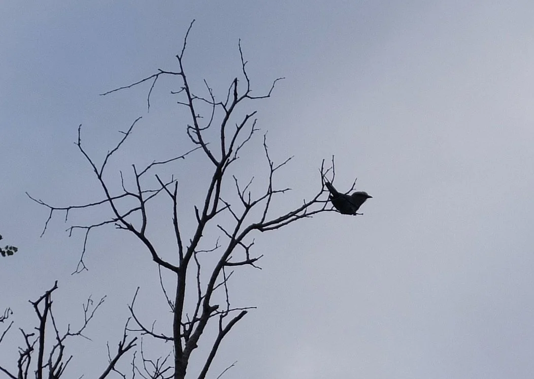 Muchenje Safari Lodge, Chobi River, Kasane, Botswana. 