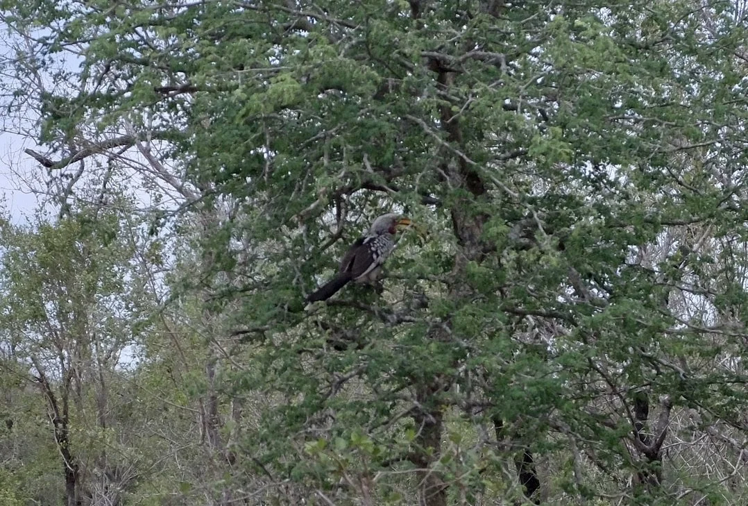  Southern Yellow-billed Hornbill.  Notten's Bush Camp, Sabi Sands Nature Preserve, South Africa. 