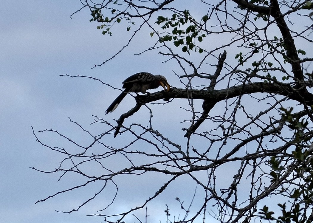  Southern Yellow-billed Hornbill.  Notten's Bush Camp,Sabi Sands Nature Preserve, South Africa. 