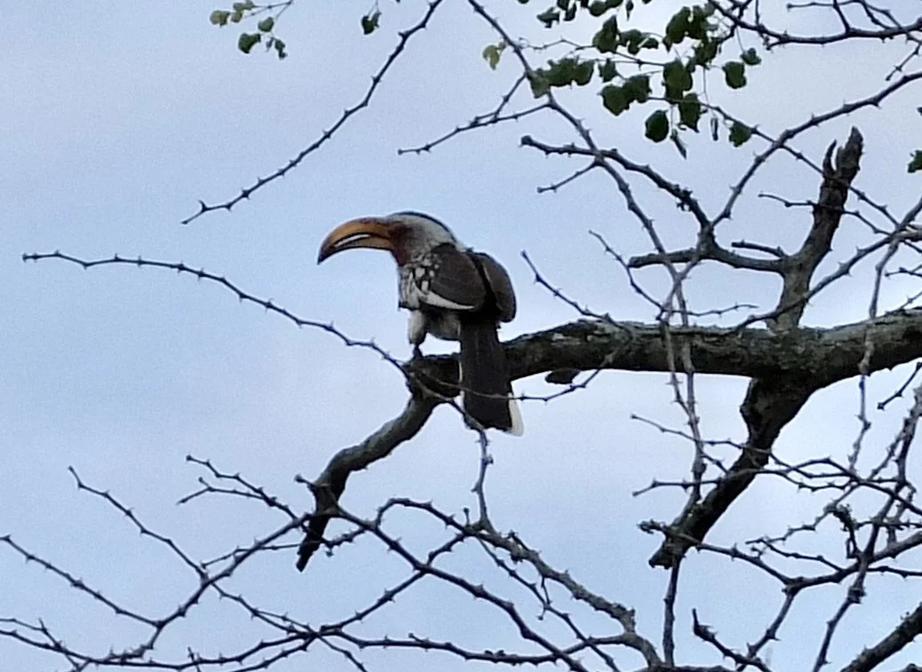  Southern Yellow-billed Hornbill.  Notten's Bush Camp, Sabi Sands Nature Preserve, South Africa. 