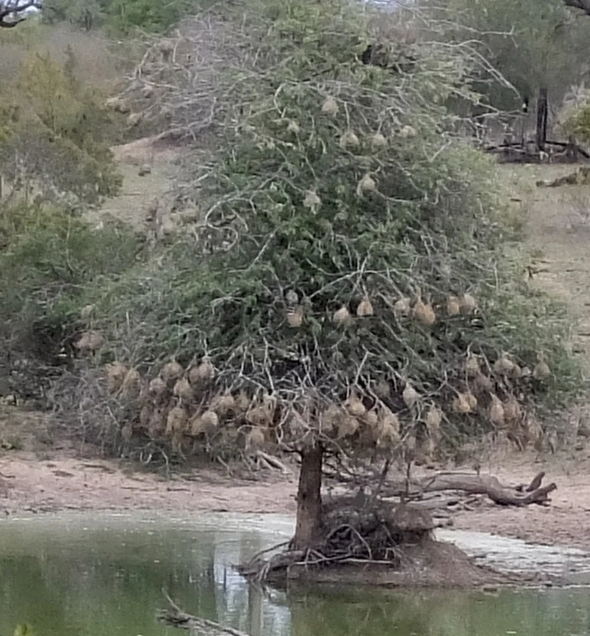  The photo is a bit blurry but there’s a bird here poking into those nests looking for unprotected eggs for its dinner.  It found one &amp; took off with it.  Notten's Bush Camp, Sabi Sands Nature Preserve, South Africa. 