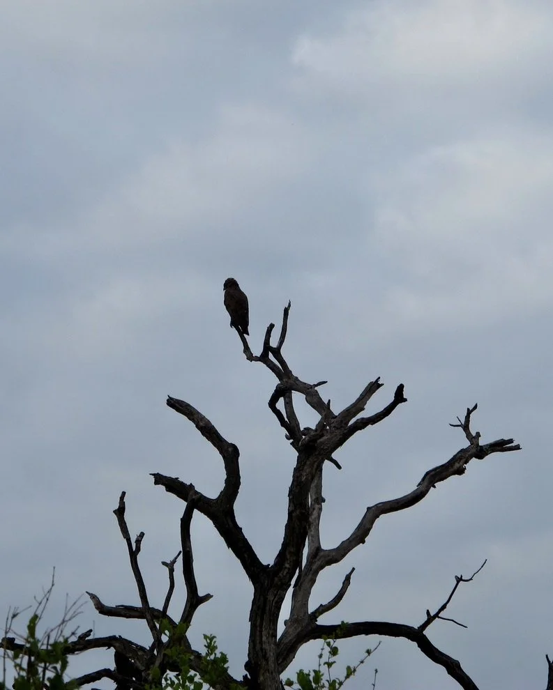  Brown Snake Eagle.  Notten's Bush Camp, Sabi Sands Nature Preserve, South Africa.   