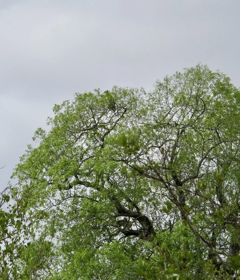  Find me if  you can.  Notten's Bush Camp, Sabi Sands Nature Preserve, South Africa. 