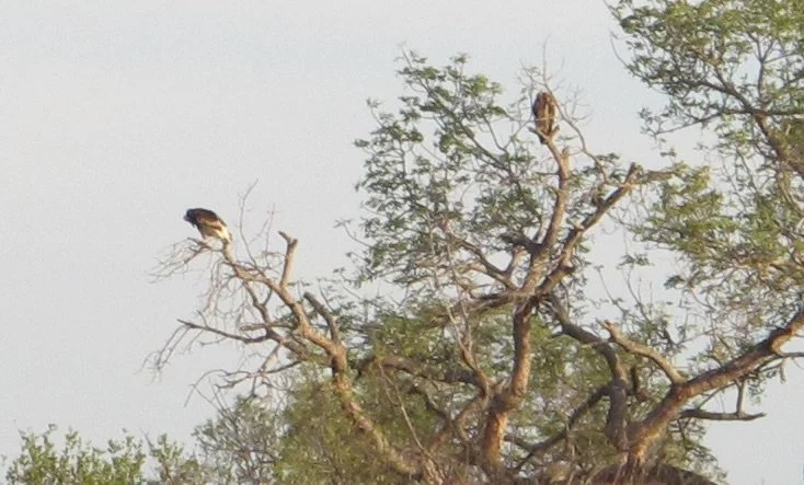  Eagles or Kites?  Notten's Bush Camp, Sabi Sands Nature Preserve, South Africa. 