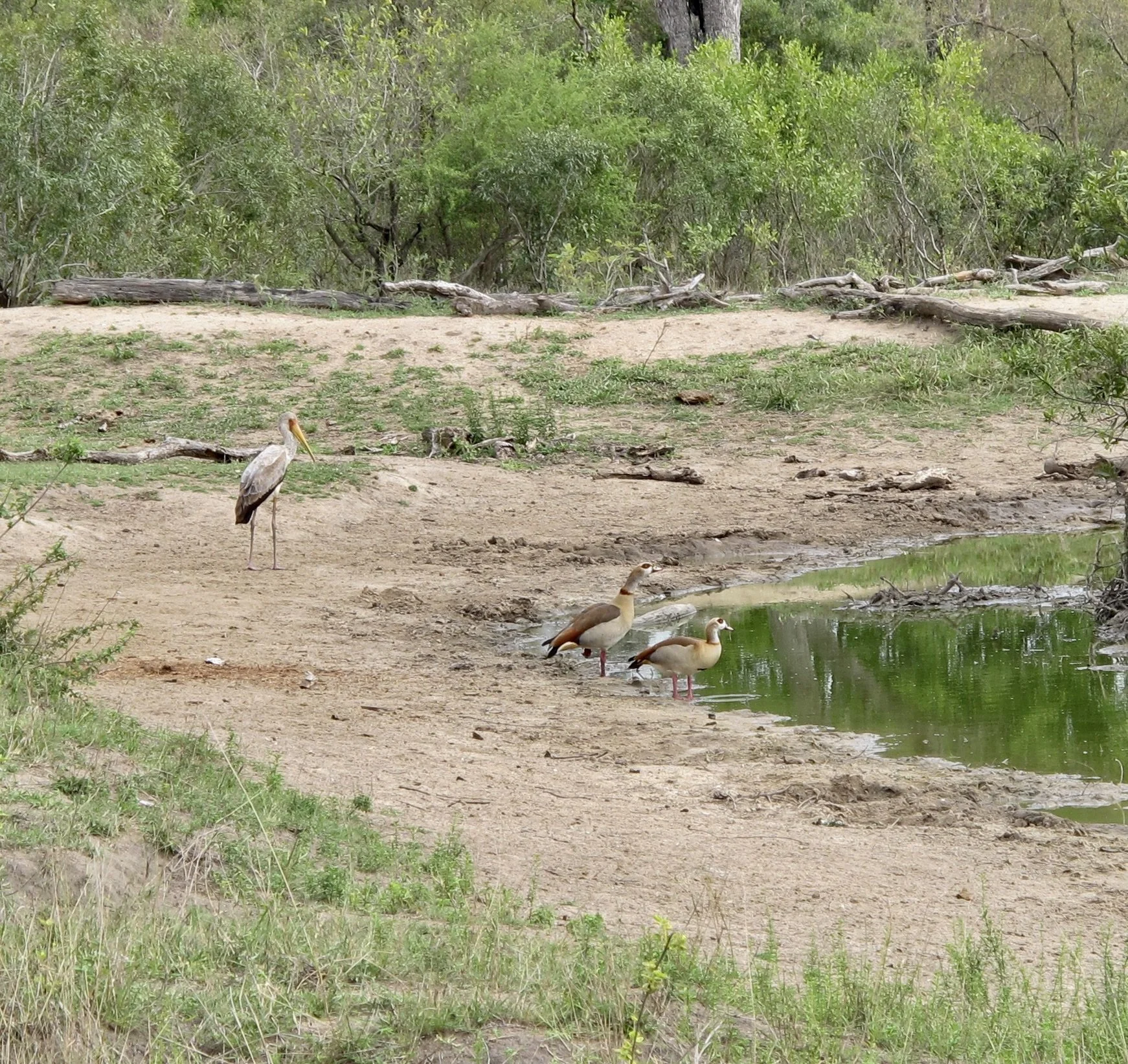  Yellow-billed Stork &amp; Egyptian Geese.  Notten's Bush Camp, Sabi Sands Nature Preserve, South Africa. 