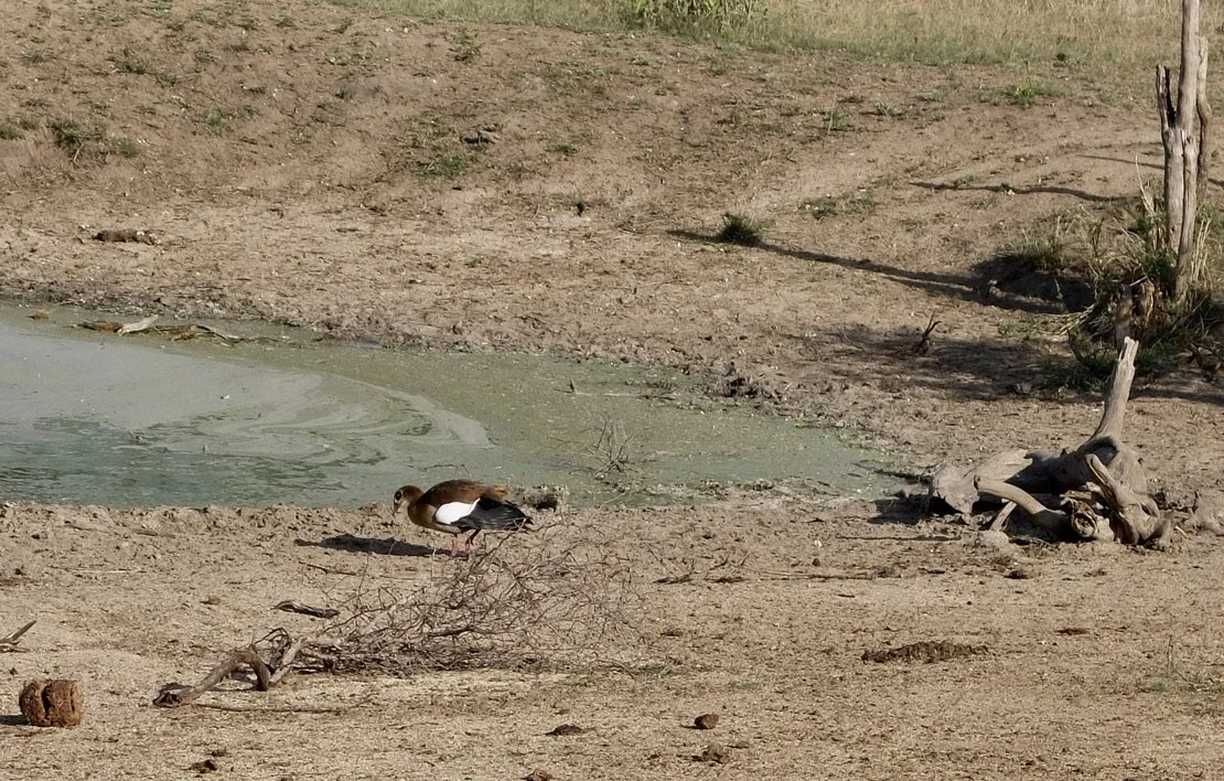 Notten's Bush Camp, Sabi Sands Nature Preserve, South Africa. 