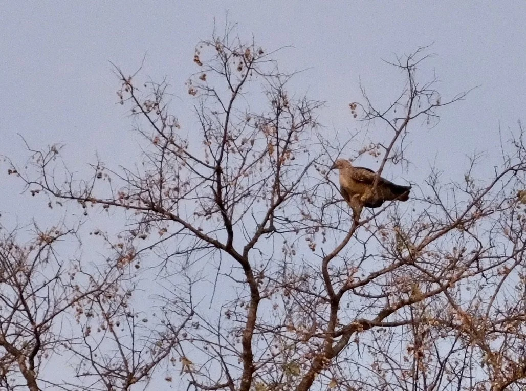  Kite or Eagle?  Notten's Bush Camp, Sabi Sands Nature Preserve, South Africa. 