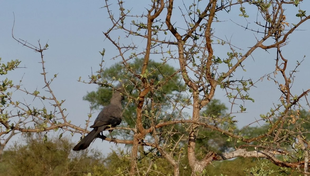  Grey Go-away-bird, grey lourie.  Notten's Bush Camp, Sabi Sands Nature Preserve, South Africa.   