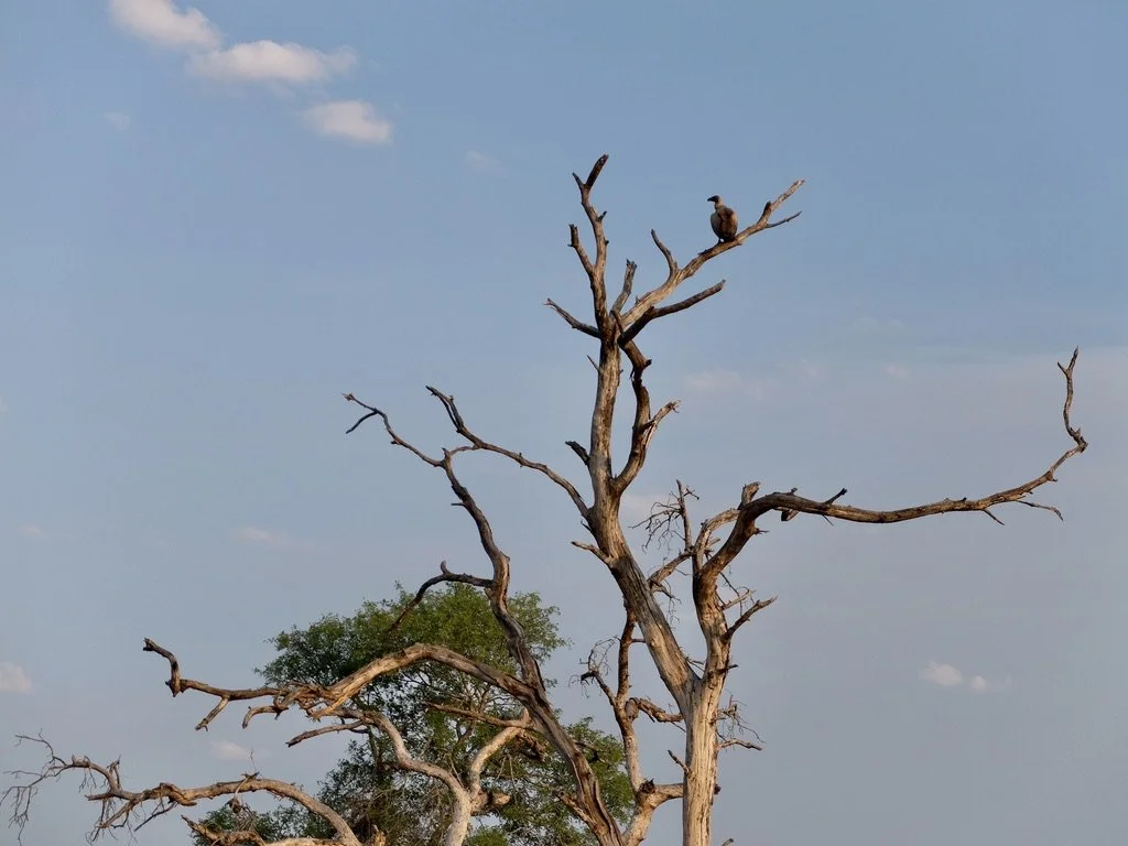  White-backed Vulture.  Notten's Bush Camp, Sabi Sands Nature Preserve, South Africa. 