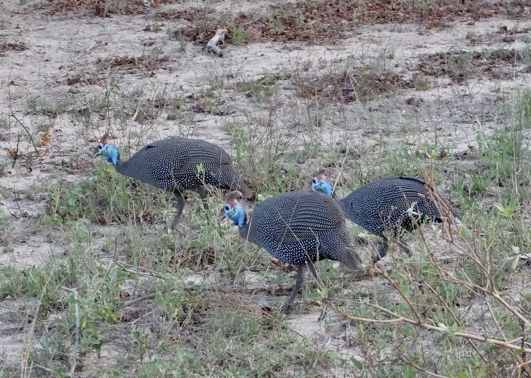  Helmeted Guineafowl.  Notten's Bush Camp, Sabi Sands Nature Preserve, South Africa. 