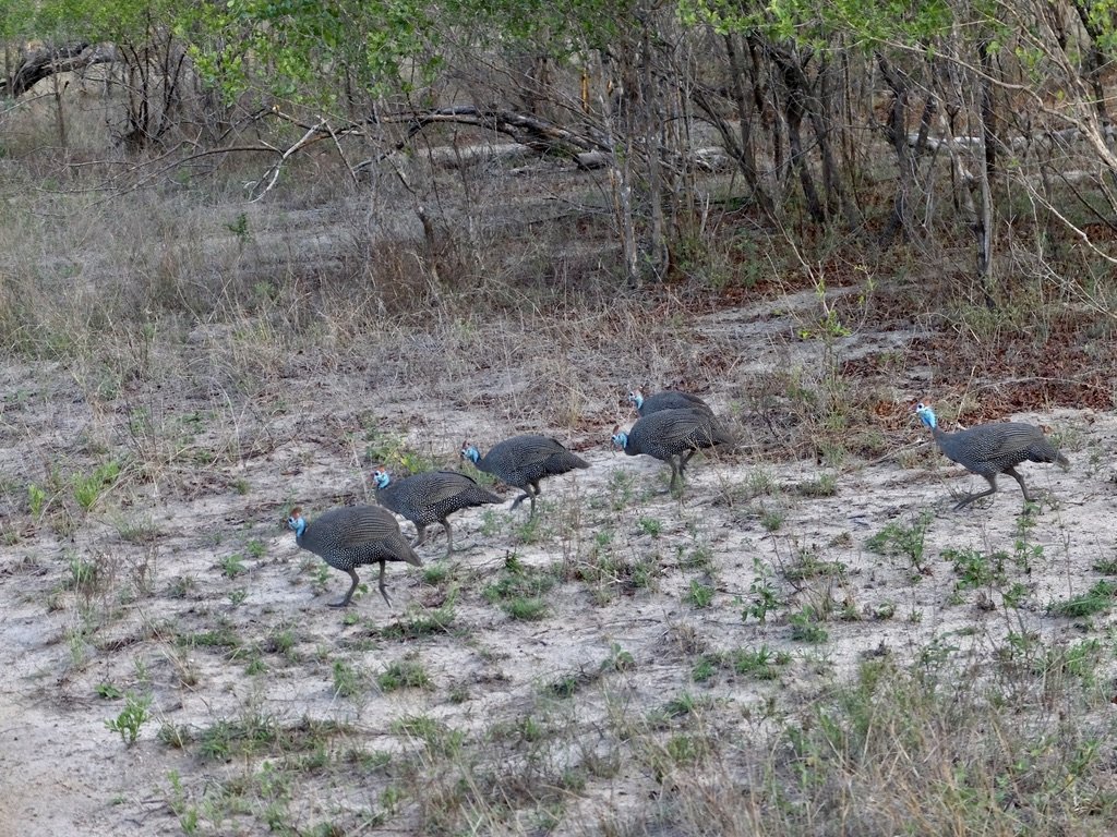  Helmeted Guineafowl.  Notten's Bush Camp, Sabi Sands Nature Preserve, South Africa. 