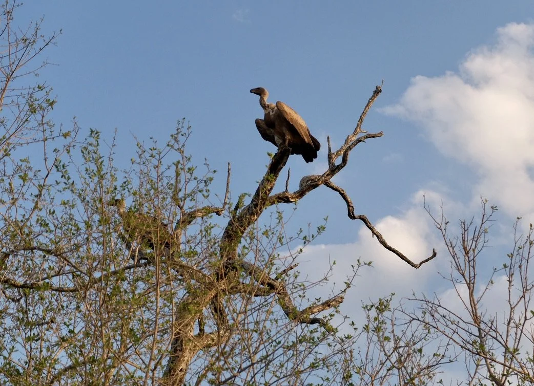  White-backed Vulture.  Notten's Bush Camp, Sabi Sands Nature Preserve, South Africa. 