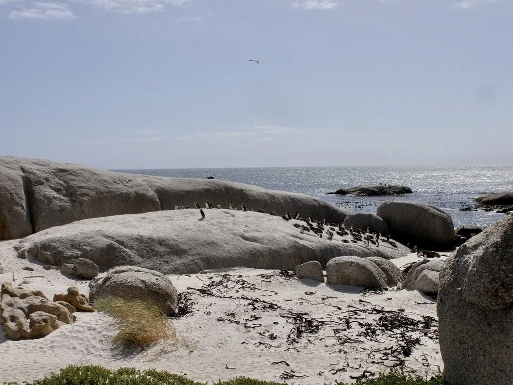  Boulders Penguin Colony in Simon’s Town is home to a unique and endangered land-based colony of African Penguins. South Africa on False Bay. 
