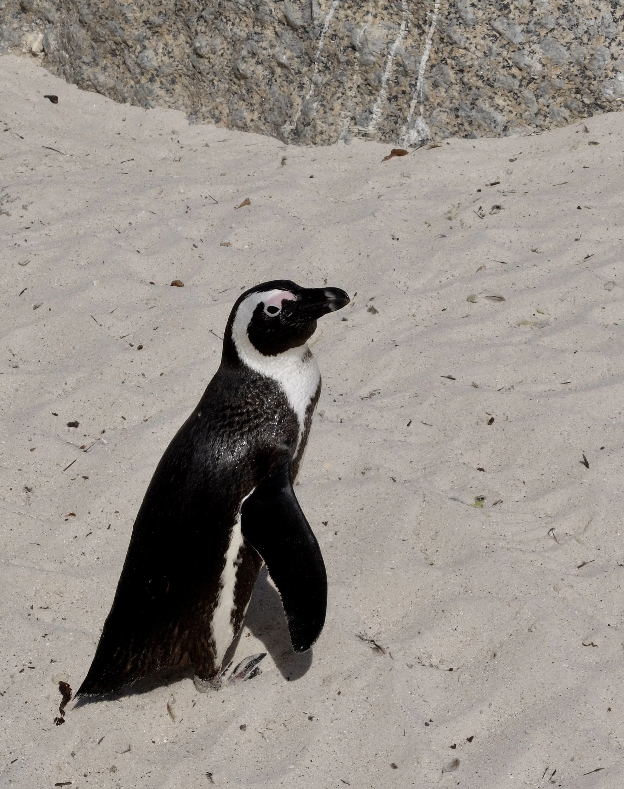  “African Penguins were reclassified on 26 May 2010 from a Vulnerable to now Endangered status. In 1956 when the first full census was conducted on the African Penguin, there were approximately 150, 000 breeding pairs counted. In 2009 there were only