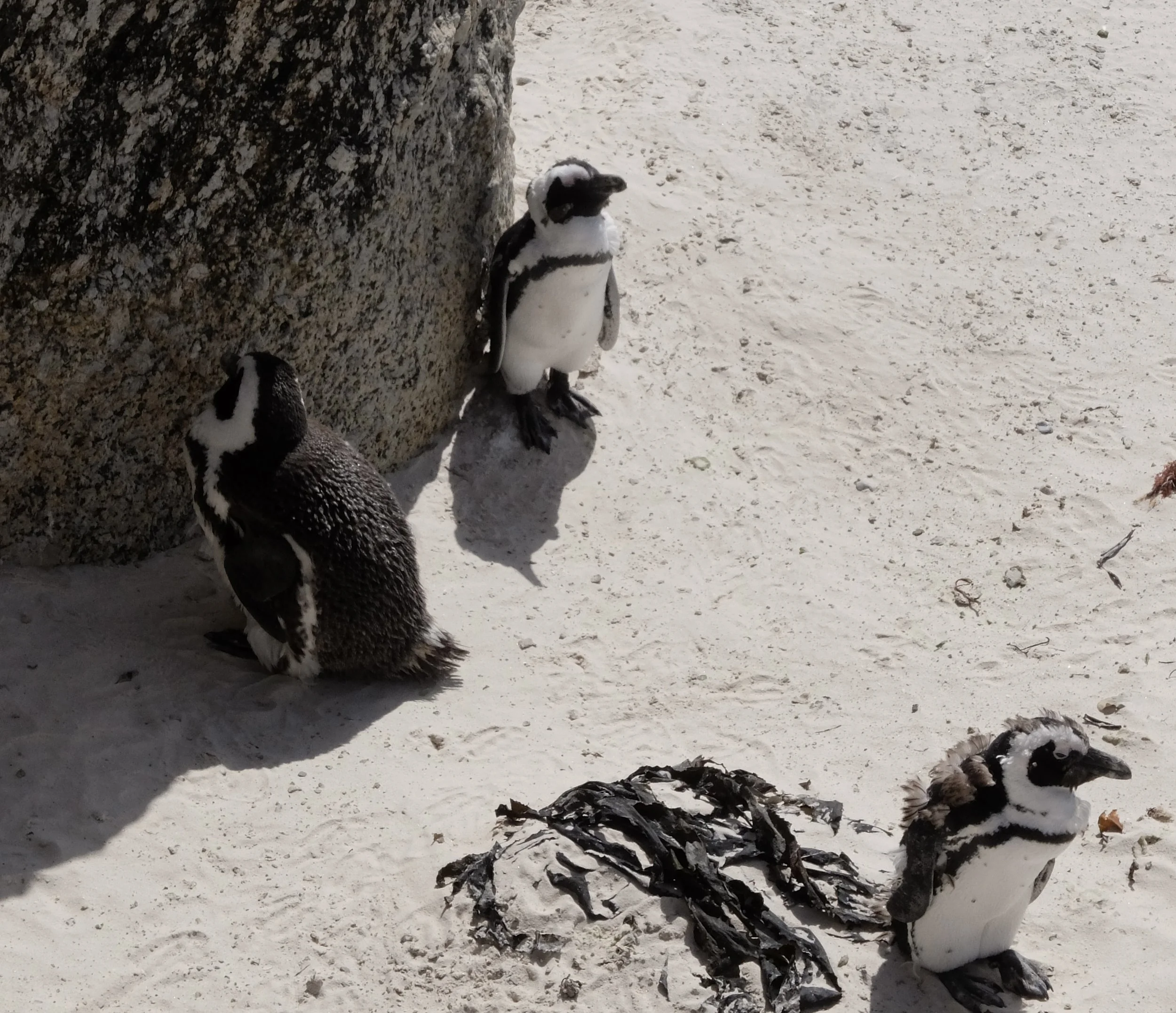  The black spots on the chest, the pattern of which is unique to each penguin.  The spots enable the conservators to identify each bird by name.  Boulders Penguin Colony in Simon’s Town, South Africa on False Bay. 