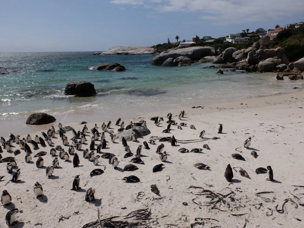  The penguins sometimes waddle into the residential areas to find nesting spots.  Boulders Penguin Colony in Simon’s Town, South Africa on False Bay. 