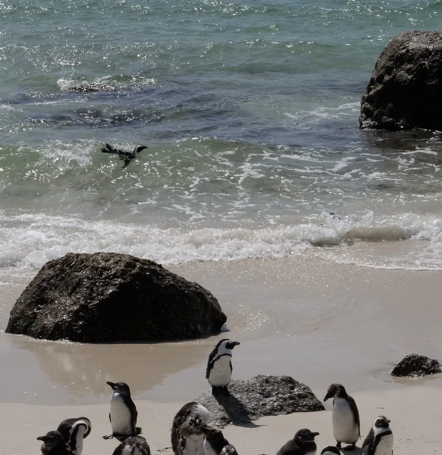  They don’t go back into the water to hunt &amp; regain weight until their new feathes are in.  Boulders Penguin Colony in Simon’s Town, South Africa on False Bay. 