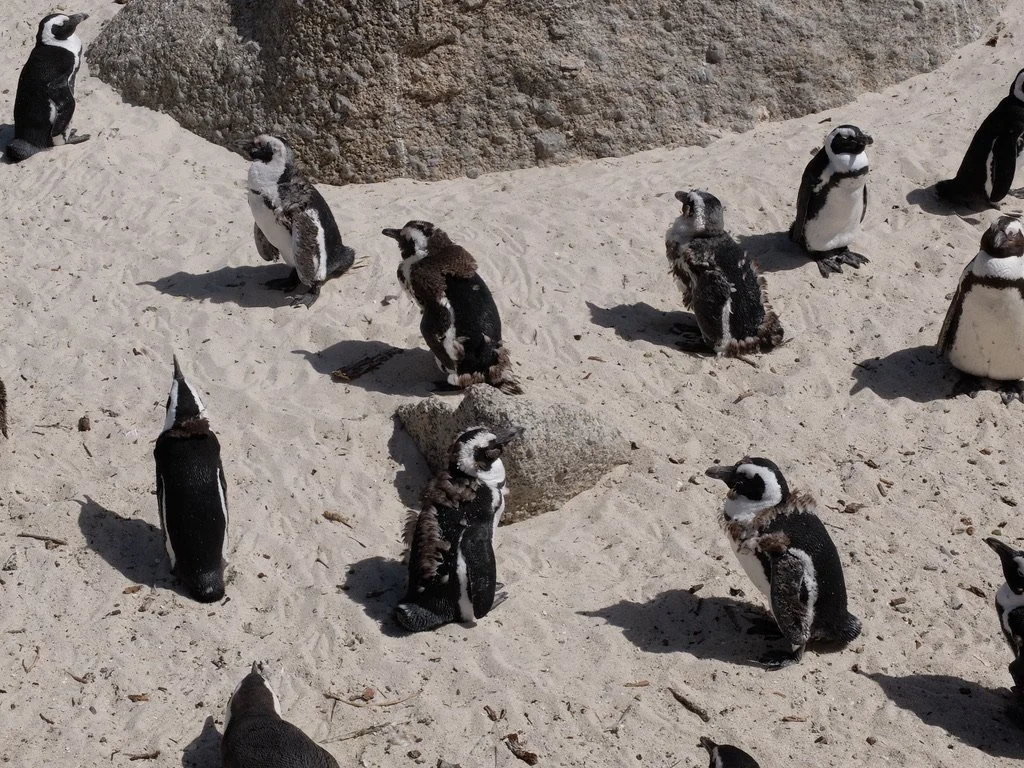  This is molting season for the penguins.  They fast &amp; lose weight.  Boulders Penguin Colony in Simon’s Town, South Africa on False Bay.   