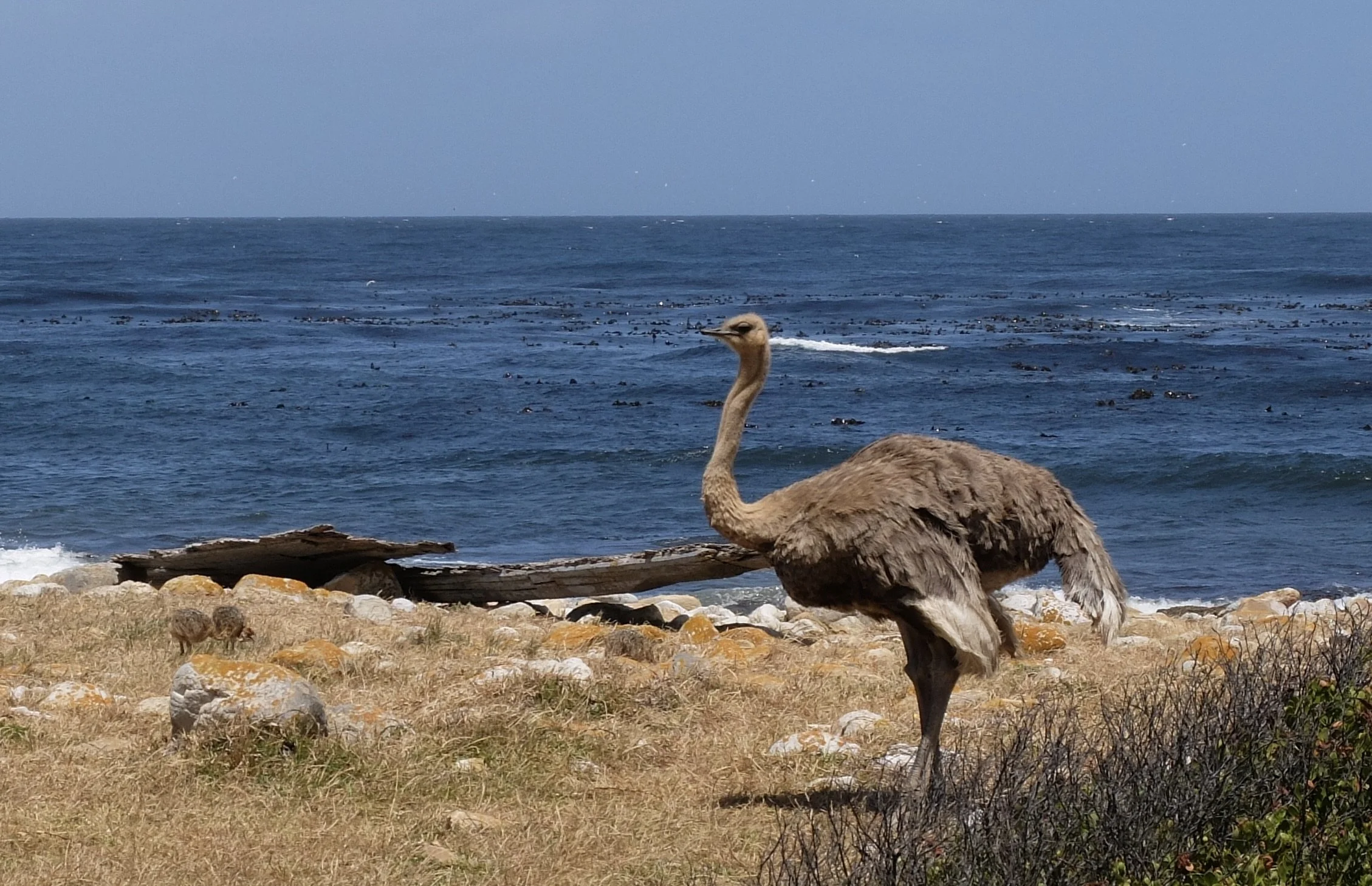  Common ostrich moma with two chicks on the left.  Our guide Howie thought that tourists were too getting too close to the birds.  Cape of Good Hope, South Africa. 