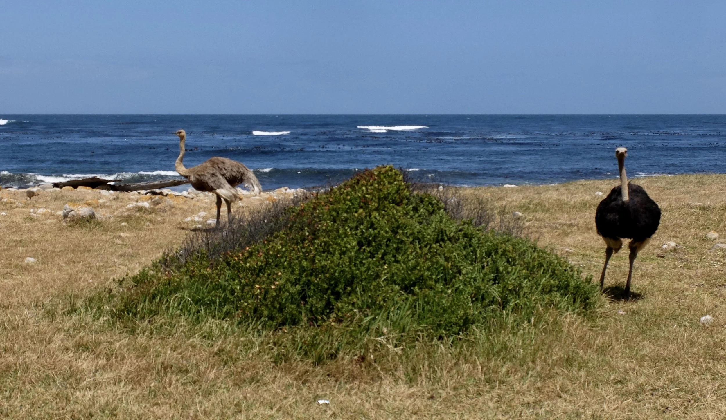  Common ostrich.  Cape of Good Hope, South Africa. 