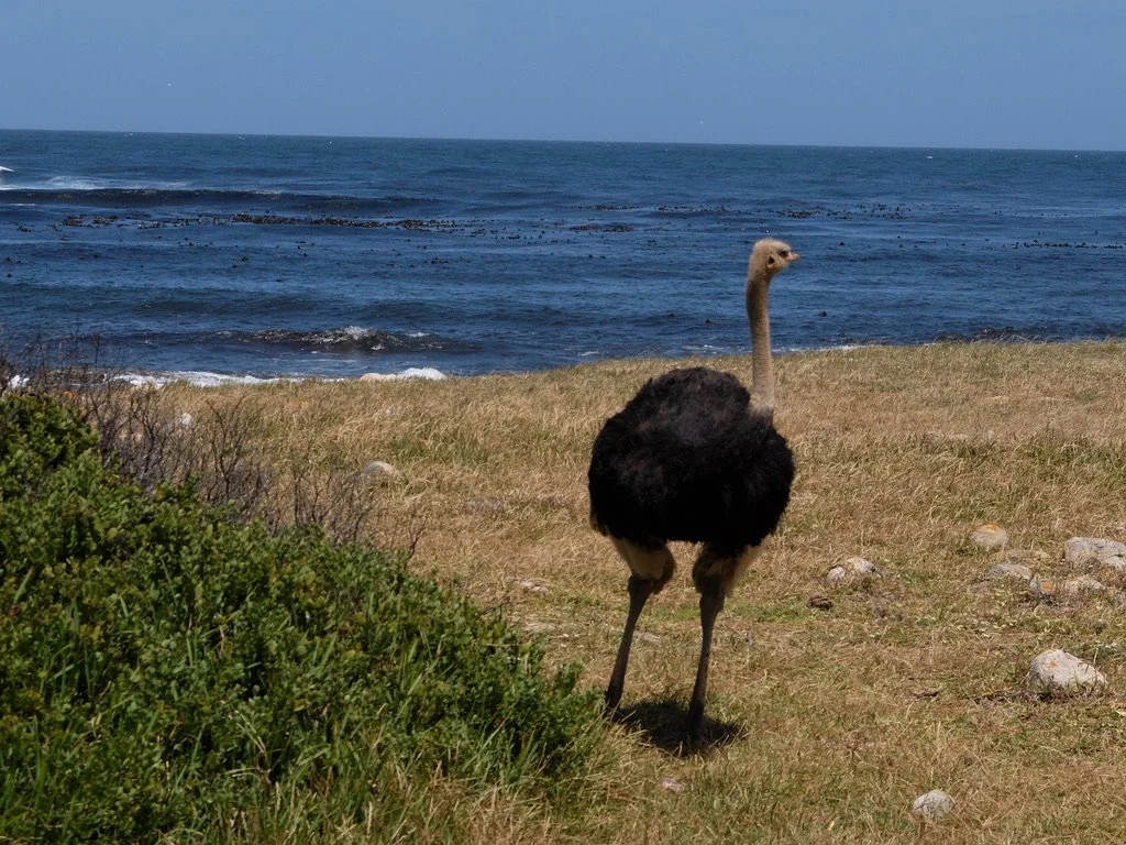  Common ostrich papa right nearby.  Cape of Good Hope, South Africa. 