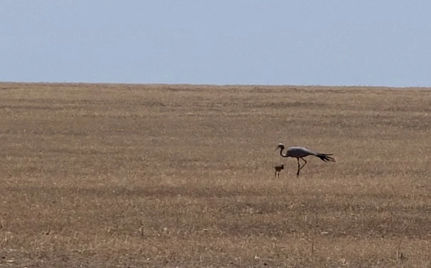  “The blue crane (Grus paradisea), also known as the Stanley crane and the paradise crane, is the national bird of South Africa. The species is listed as Vulnerable by the IUCN.”  We didn’t spot the crane until our last day of touring the the Stellen