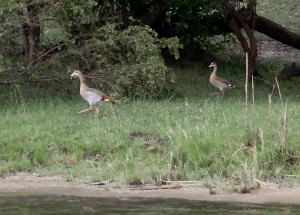 Egyptian geese.  Ra-ikane Sunset River Cruise on the Zambezi River. 