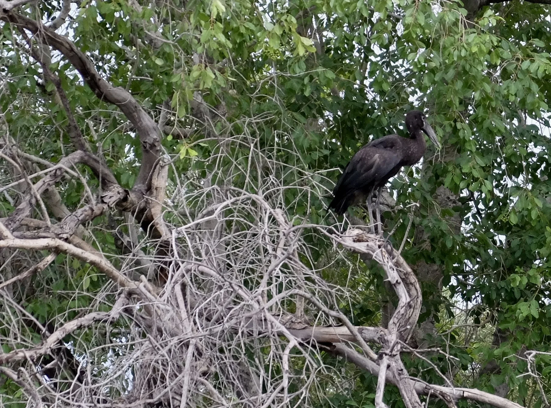  Glossy ibis.  Ra-ikane Sunset River Cruise on the Zambezi River. 