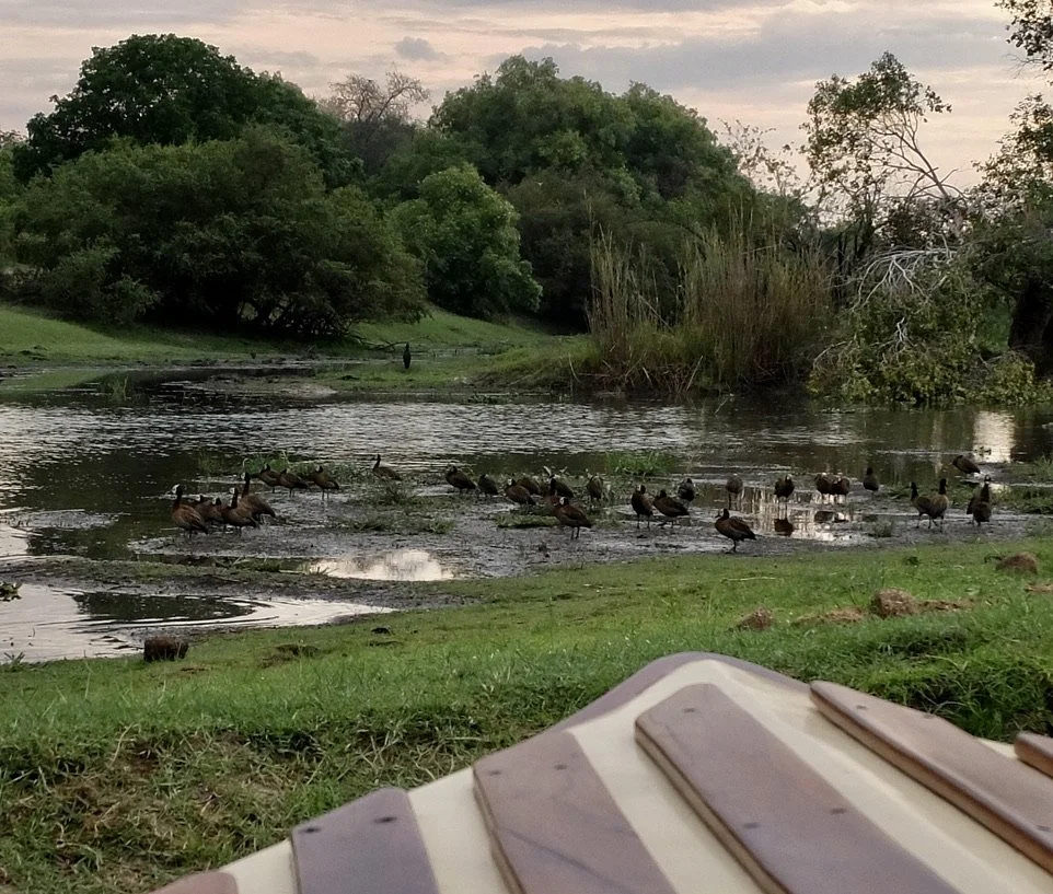  Ducks!  They were noisy.  Ra-ikane Sunset River Cruise on the Zambezi River. 