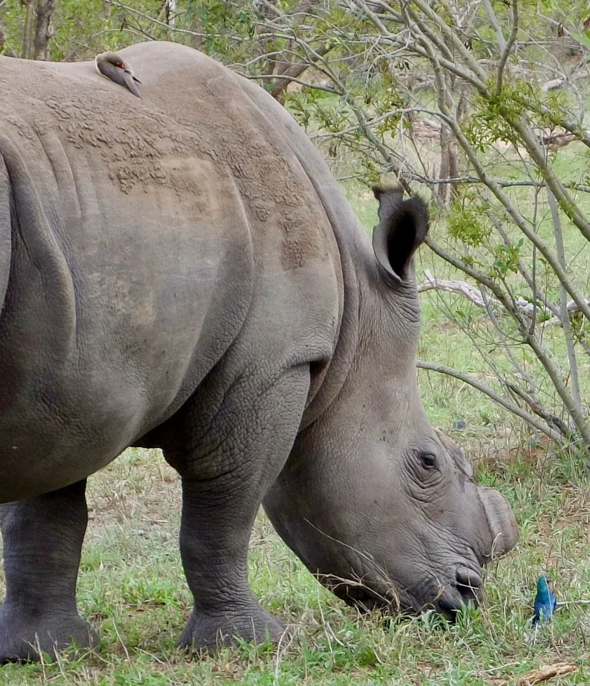  Red-billed Oxpecker on white rhino’s back.  The rhino’s horn has been deliberately cut off by the conservationists to deter poachers. We also saw the Oxpeckers feasting inside the rhino’s ear!  Bird on ground Malachite Sunbird?  Notten's Bush Camp, 