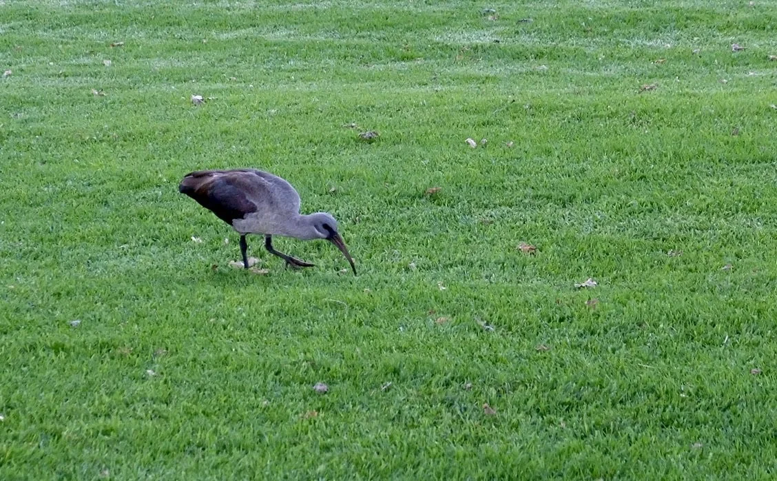  Hadada Ibis.  Jonkershuis Eatery @ Groot Constantia, Cape Town, South Africa. 